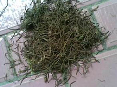 梨树